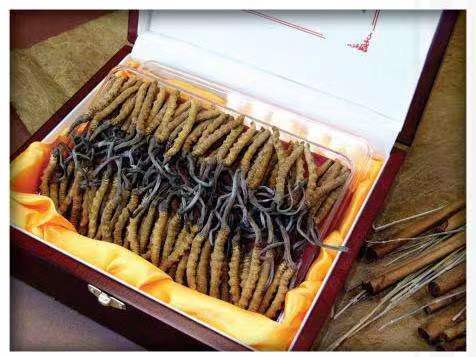 裕民冬虫夏草回收